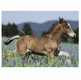 Ravensburger Toys 150 pc Puzzle - Foal in the Meadow