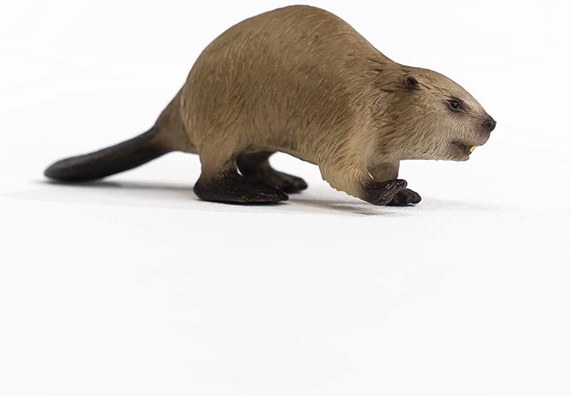 Schleich Toys SCHLEICH 14855 Wild Life Beaver Figurine Multicoloured