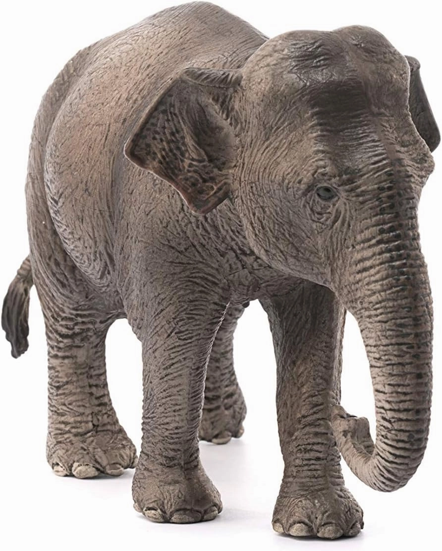 Schleich Toys Schleich Wildlife Asian Elephant - Female Animal Figure (14753)